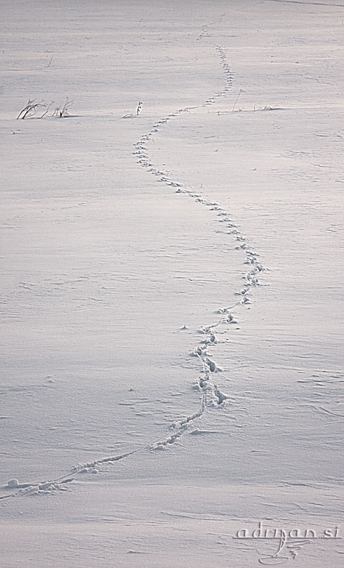 Fox Steps